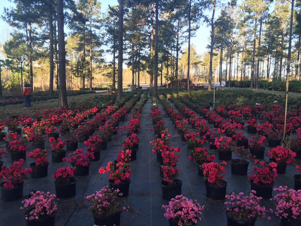 Elliott's Nursery | Kershaw, SC | plants in the nursery Elliott's Nursery | Kershaw, SC | plants in the nursery